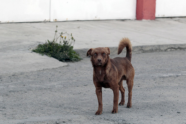 Falta implementar la ley en casos de maltrato animal en la capital, reconoce regidor