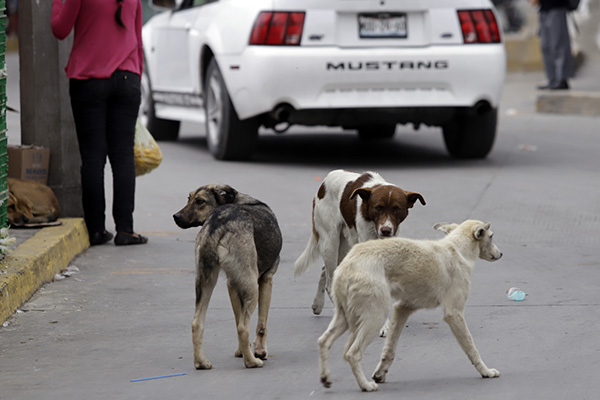 México es el país de Latinoamérica con más perros y gatos callejeros