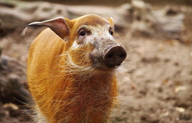 ¿Una nueva especie? Científicos crean la primera quimera mono-cerdo del mundo