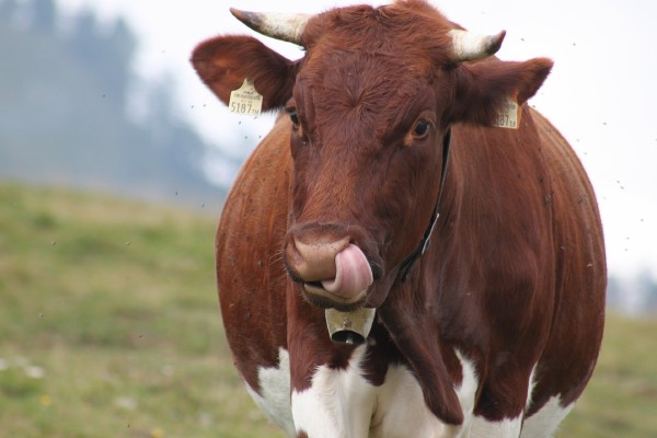 ¿Dañan las vacas el clima más que los automóviles?