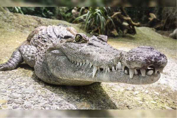 No te confíes, este reptil puede galopar como un caballo