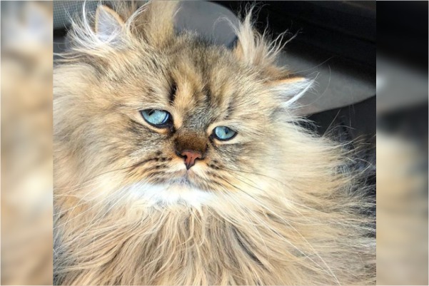 Un gato triste se convierte en una estrella