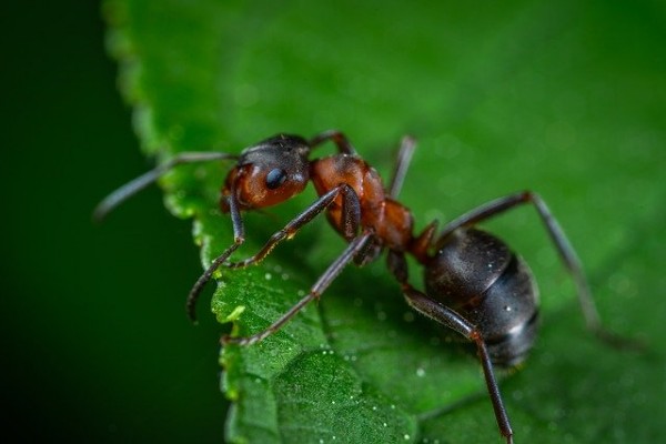 Tras escasez de agua, hormigas australianas sobreviven ¡con orina!