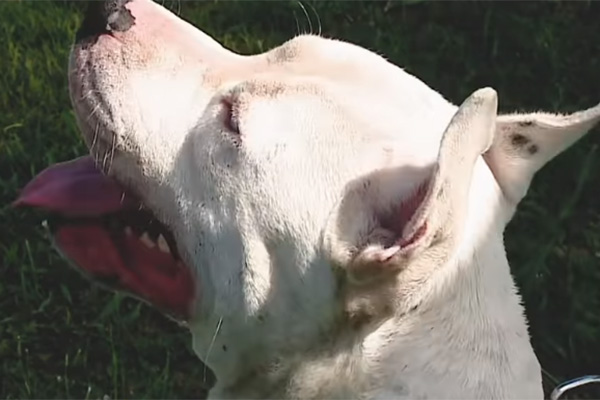 Conoce a Faraón, el perro sordo que domina lenguaje de signos