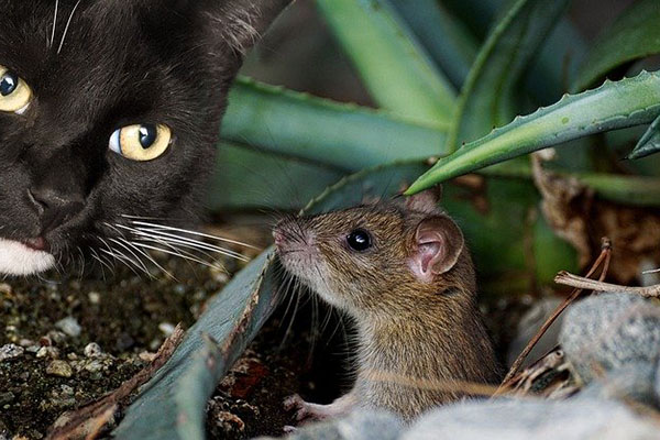 Un roedor ataca a un gato: ¿quién de los dos es el depredador?