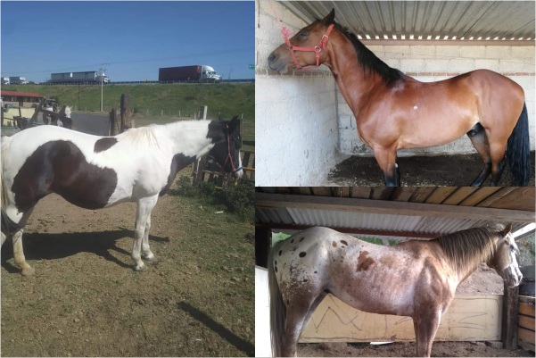 Roban con violencia caballos en la México-Puebla