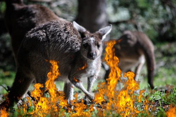 Cambio climático, decisivo en incendios de Australia