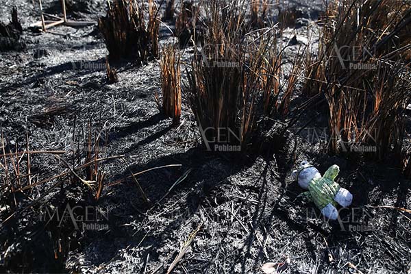 Más de 1,000 millones de animales han muerto en incendios en Australia