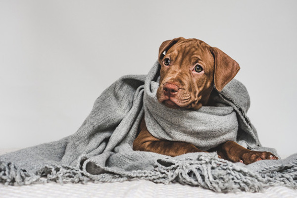 Perritos contra el frío, ¿qué sienten y cómo protegerlos de las bajas temperaturas?