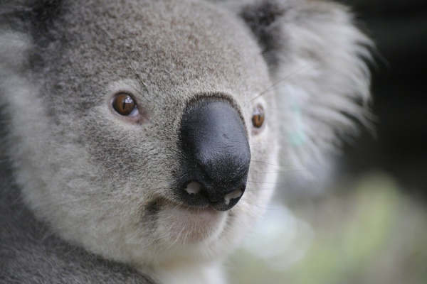 ¿Podrían extinguirse los koalas a causa de los incendios?