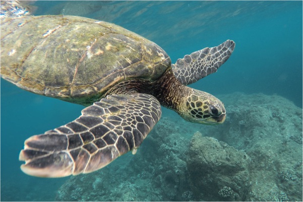 Murieron intoxicadas 293 tortugas marinas en México