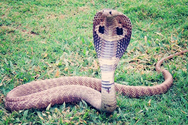Esto es lo que pasa cuando una cobra se traga una botella de plástico