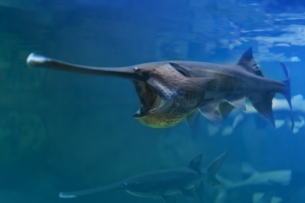 Se ha extinguido uno de los peces de agua dulce más grandes del mundo