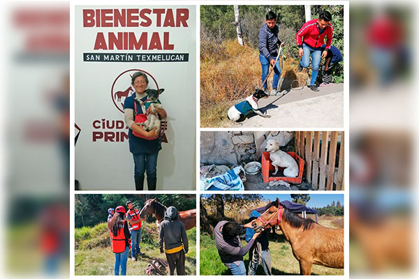 Bienestar Animal trabaja de manera eficiente en Texmelucan