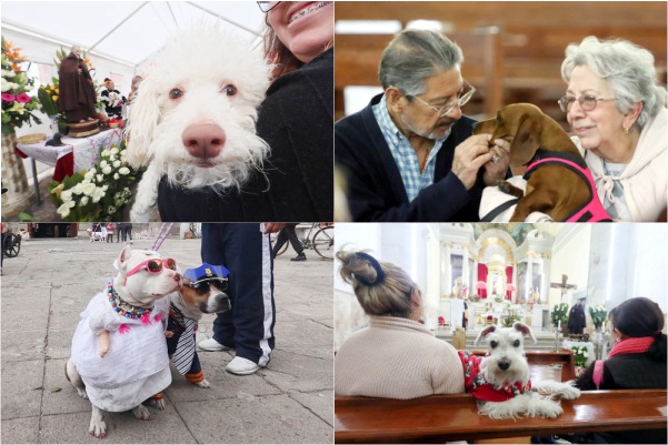 Día de San Antonio Abad, momento de bendición de los “peludos”