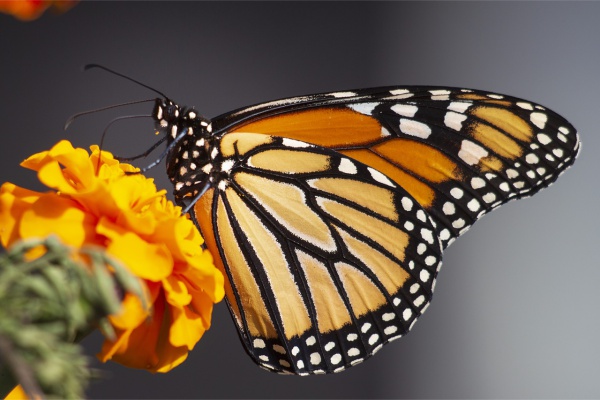 Reportan niveles críticamente bajos de mariposa monarca en California