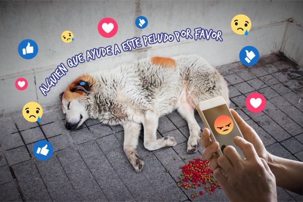 Perros callejeros, consecuencia de la indolencia humana