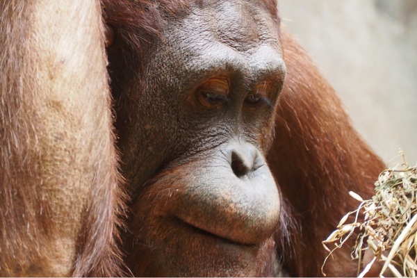 Orangután ofrece su mano a persona hundida en el fango