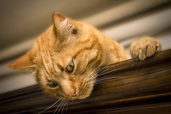 Descubren el método silencioso con el que se defienden los gatos