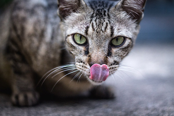 ¿Es verdad que tu gato podría comerte si mueres?