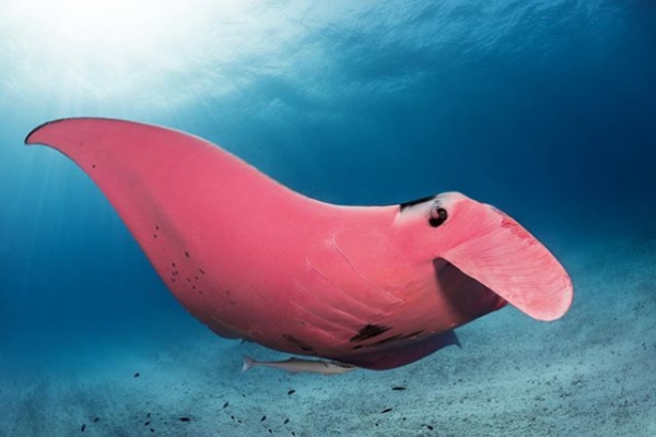 Captan a la única mantarraya rosa conocida en el mundo