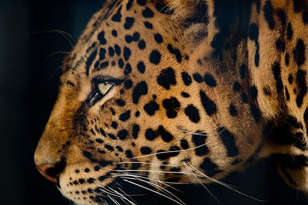 Una especie rara de leopardo negro es avistada en Sudáfrica