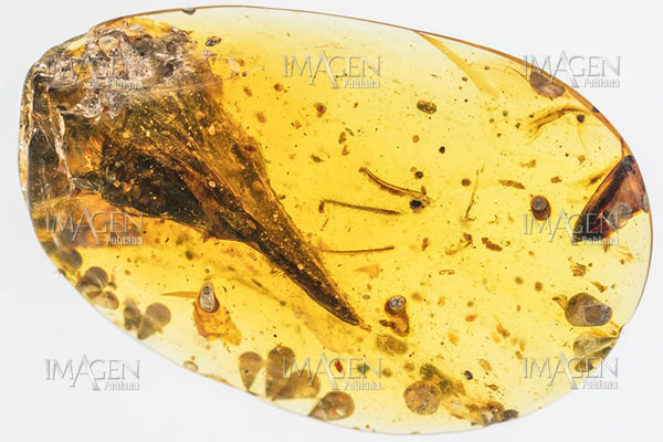 Descubren cráneo de dinosaurio diminuto en ámbar de 100 millones de años