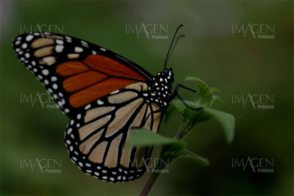 Mariposa Monarca redujo en 53% zona ocupada en bosques mexicanos