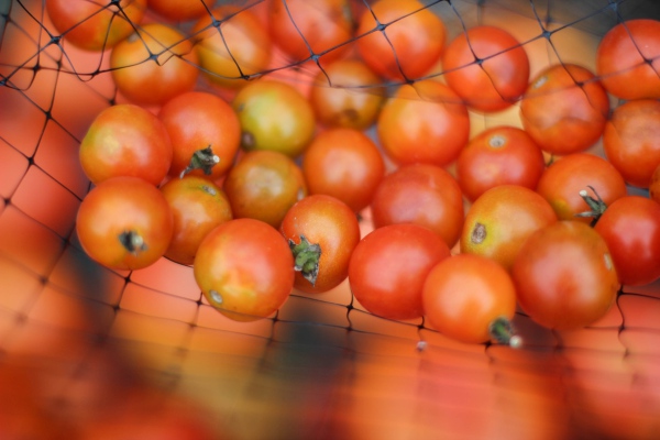 El tomate ¿es fruta o verdura? La respuesta no es tan simple