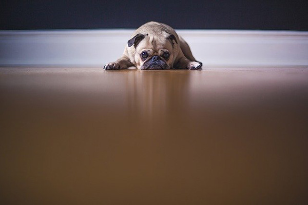 Esta es la razón por la que tu perro se porta mal cuando te vas