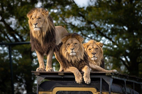¿Es verdad que Rusia soltó leones en sus calles para controlar la cuarentena?
