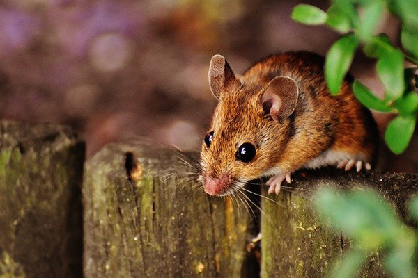 Un nuevo virus: China registra muerte por hantavirus