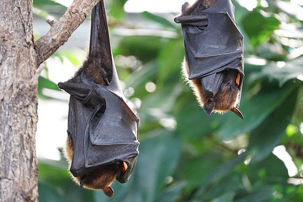 ¿Por qué los murciélagos no son los villanos de la pandemia de COVID-19?