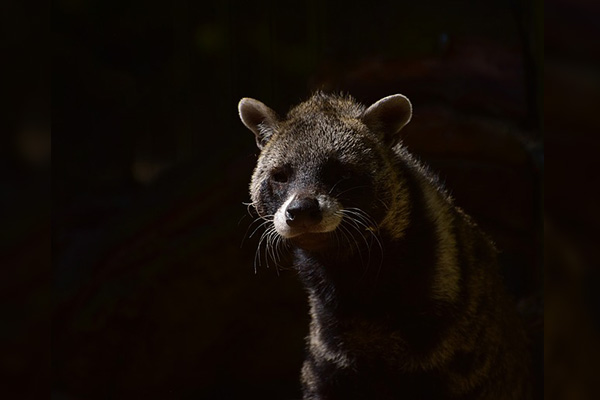 Civetas, pumas, jabalíes y osos: nuevos dueños de las ciudades desiertas por cuarentena