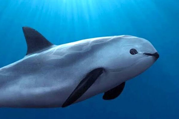 Las vaquitas marinas podrían desaparecer en México totalmente en 2022