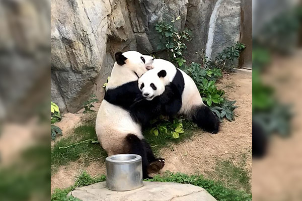 Pandas aprovechan la cuarentena y logran aparearse tras 10 años de intentos