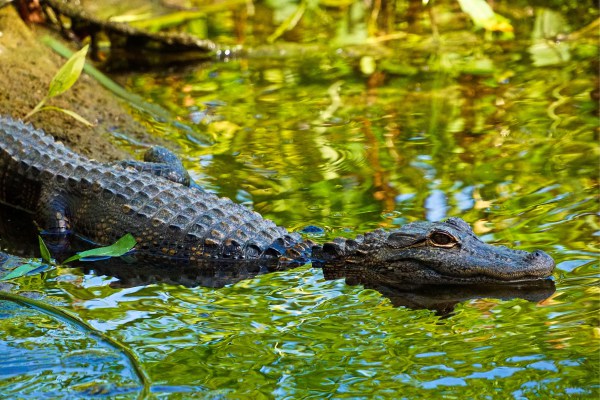 Un lagarto repite el famoso truco de Neymar para evitar ser cazado