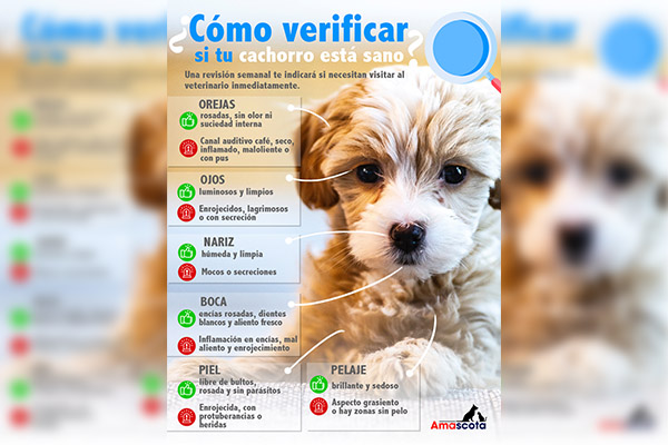 Solo 22 % de dueños llevan a sus cachorros al veterinario