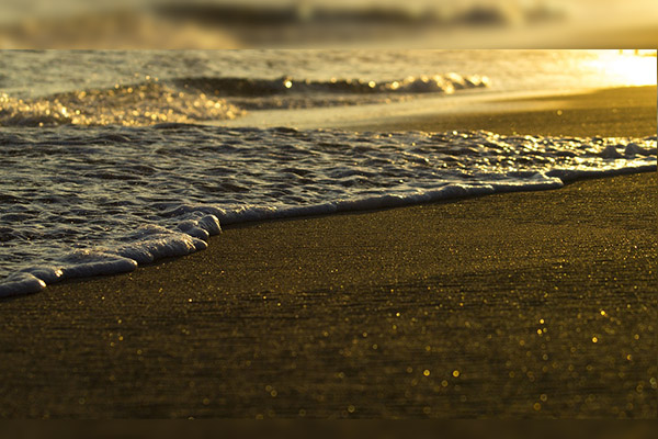 Peces vivos aparecen a orillas de la playa en Acapulco