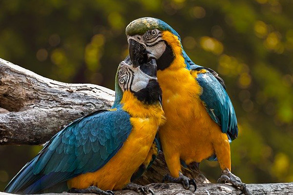 Una misteriosa enfermedad mata a cientos de aves en Australia