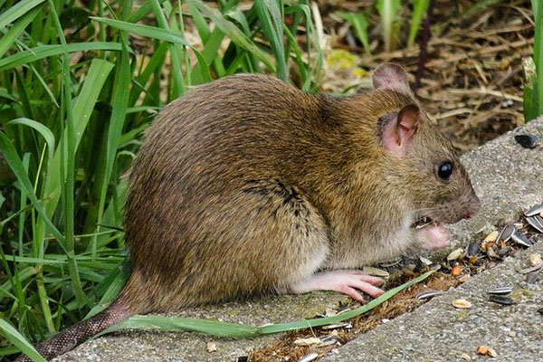 Las ratas se han convertido en un gran dolor de cabeza para los automovilistas