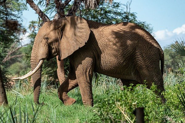 Captan a elefante cruzando vestíbulo de hotel para comer mangos