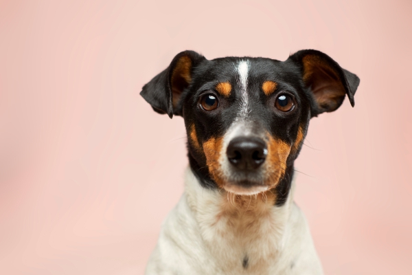 El confinamiento, un buen momento para tener un perro, consideran especialistas