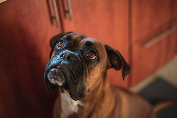 La cara de este bóxer al ver un celular es lo más tierno que verás hoy