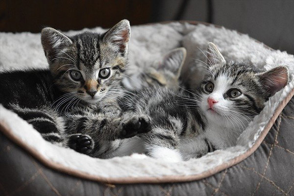 Gatos pueden contagiarse de COVID-19 entre sí, revela estudio