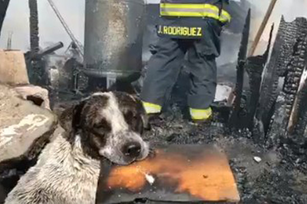 Perrito llora desconsolado al ver su casa destruida por el fuego