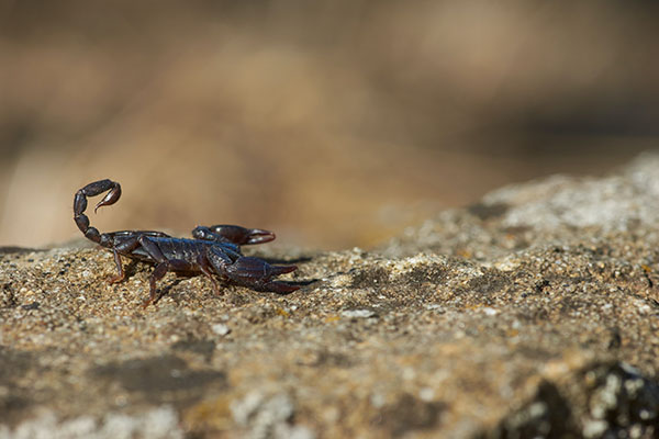 Alacranes venenosos, ¿cómo identificarlos?