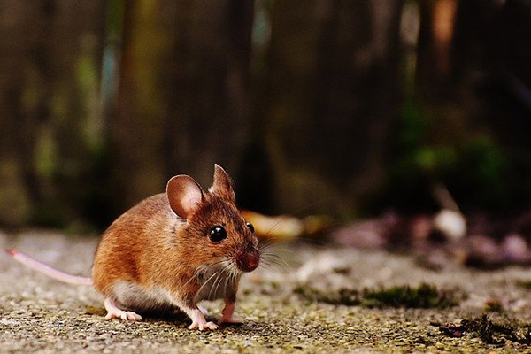 Logran infectar a ratones con COVID-19 modificando sus genes