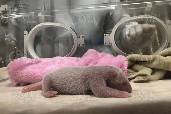 China da bienvenida a su cachorro de panda recién nacido más pesado