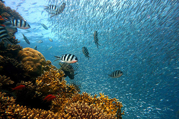 Expertos internacionales proponen crear una reserva natural oceánica